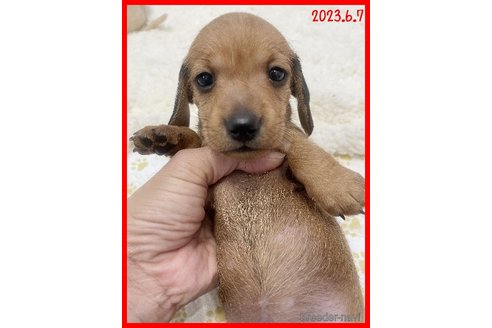 販売中の千葉県のカニンヘンダックスフンド(ワイヤーヘアード)-243956